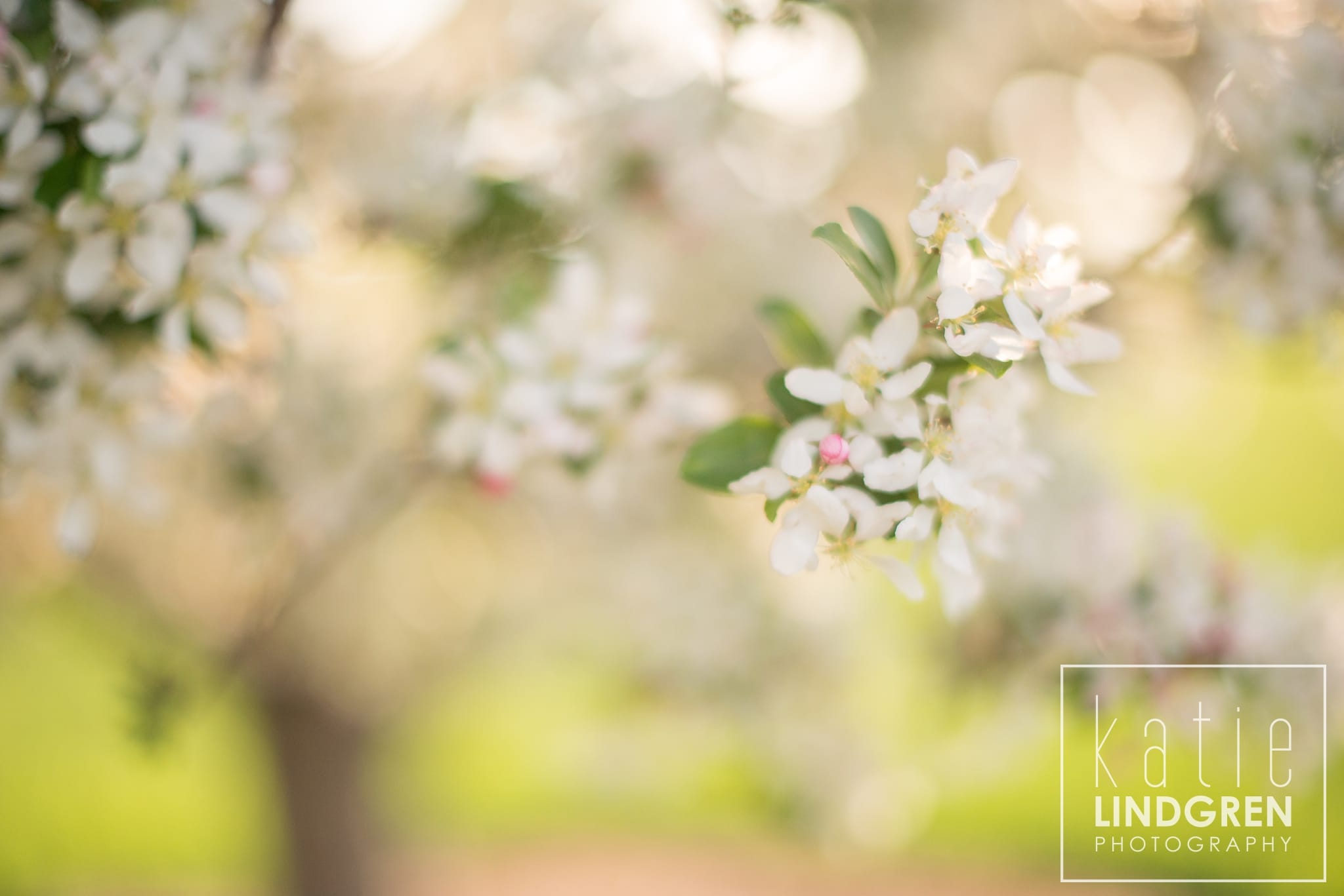 Iowa Engagement and Wedding Photography