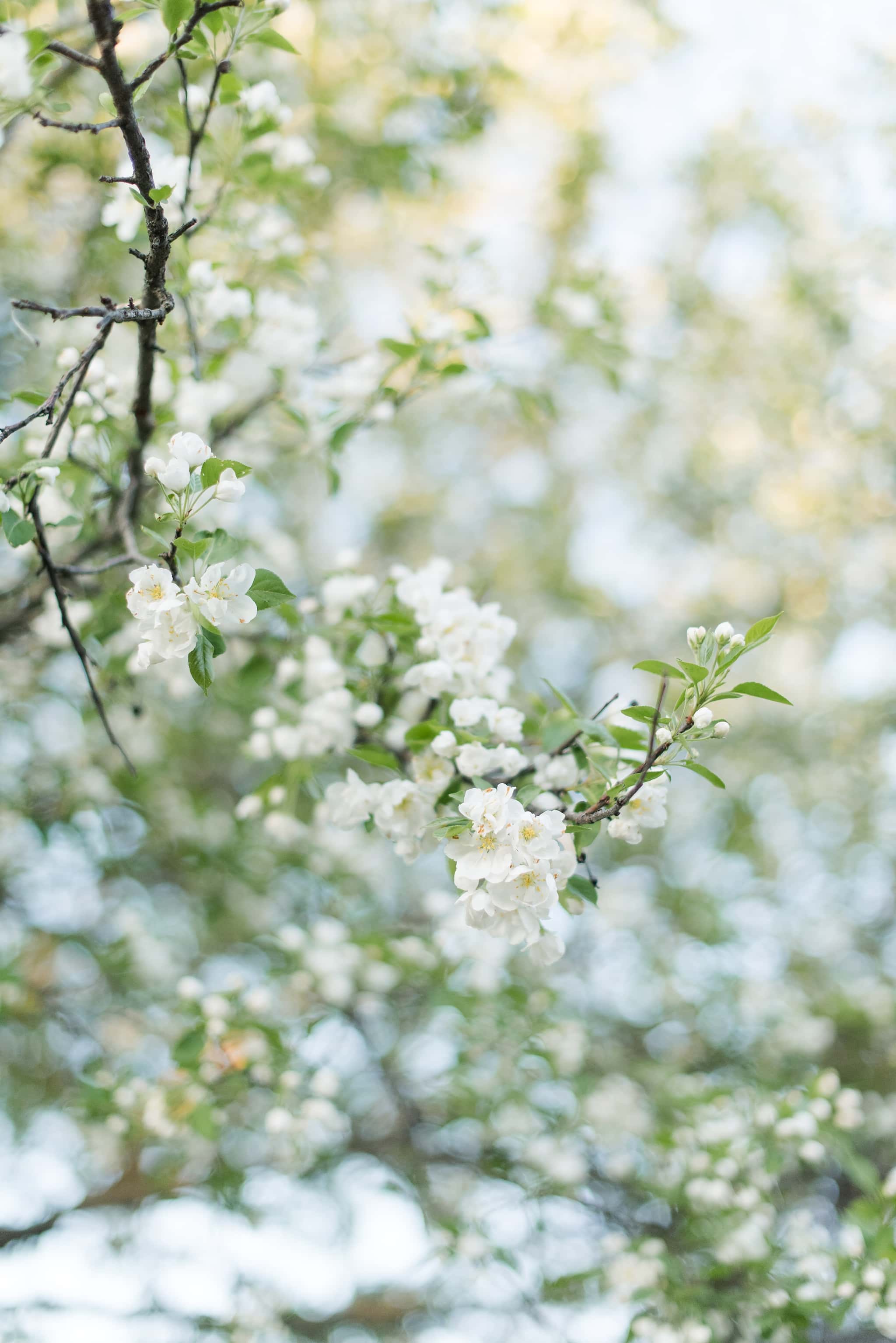 Des Moines Engagement Photographer