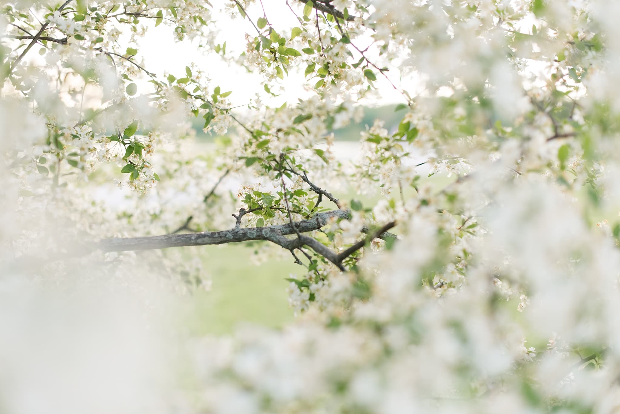 Des Moines Wedding Photographer