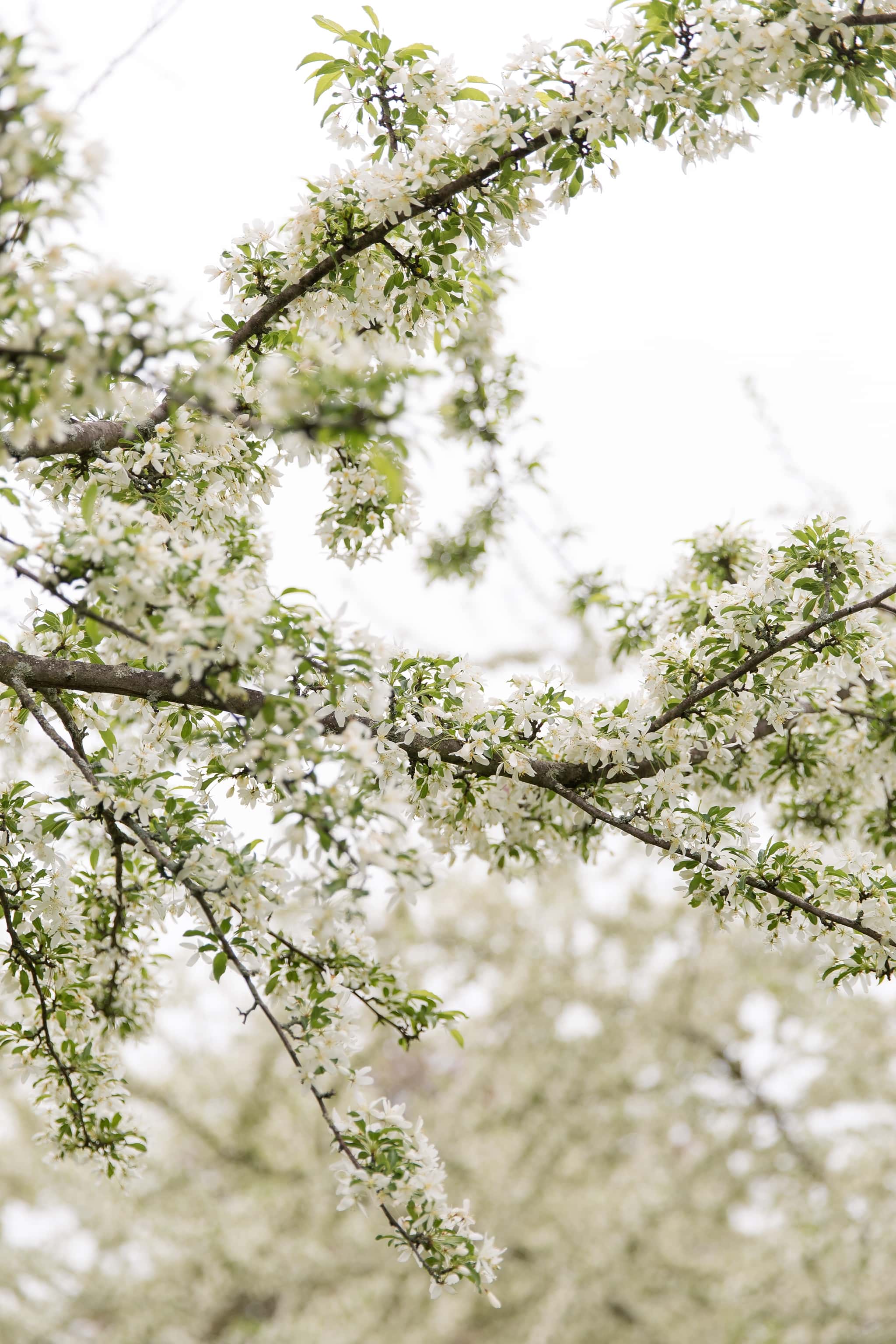 Des Moines Wedding Photographer