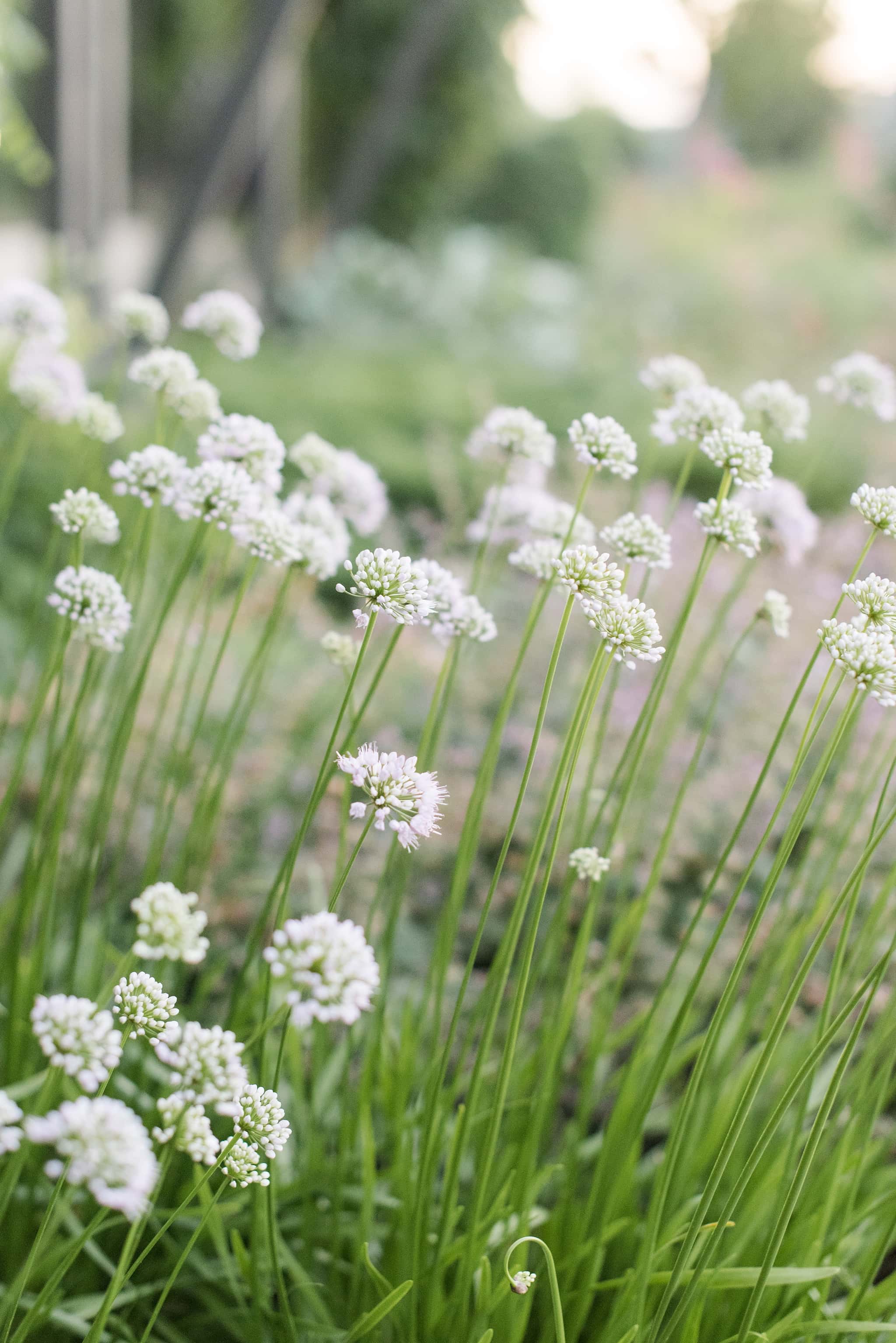 Des Moines Botanical Gardens Wedding