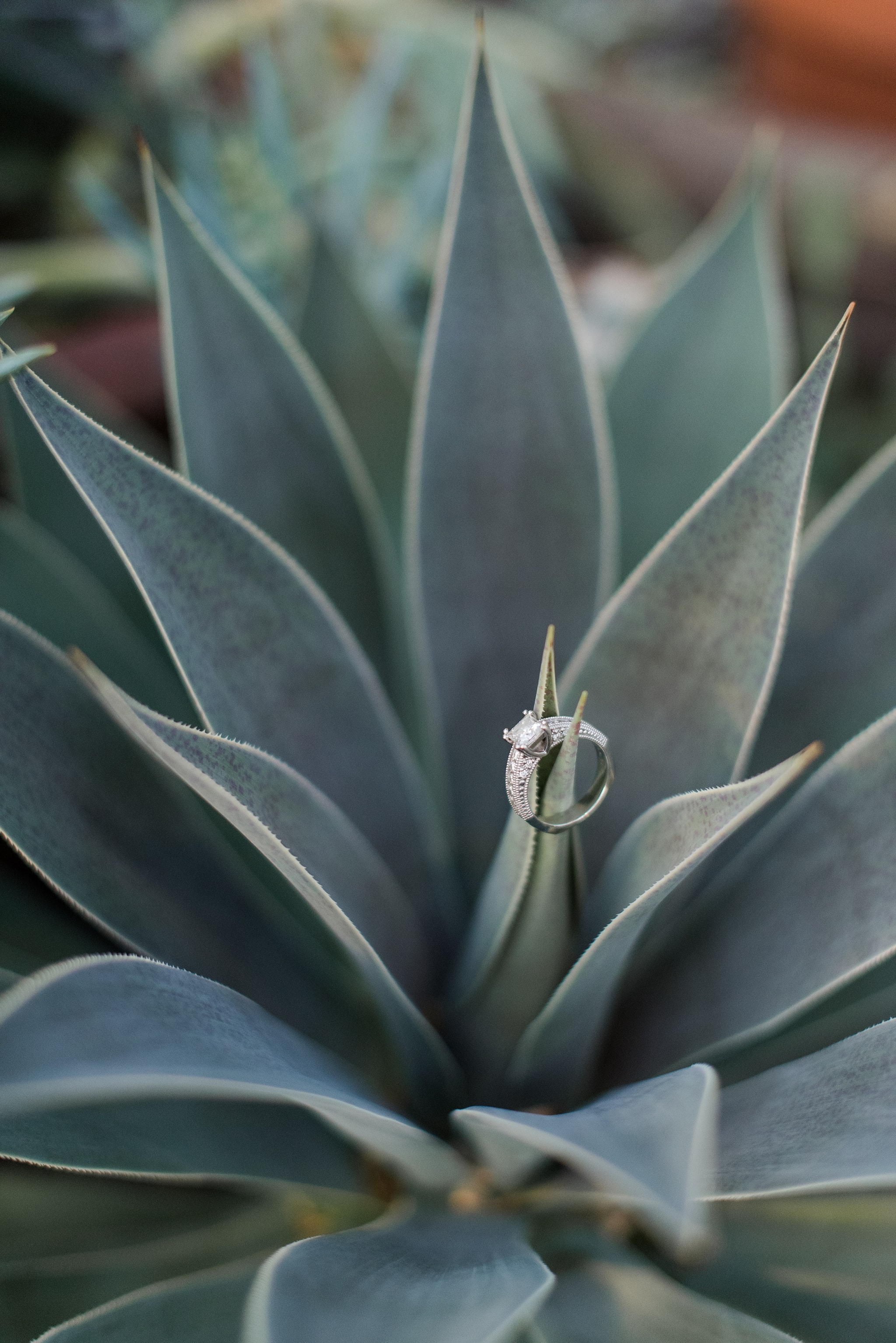 Wedding at the Des Moines Botanical Center