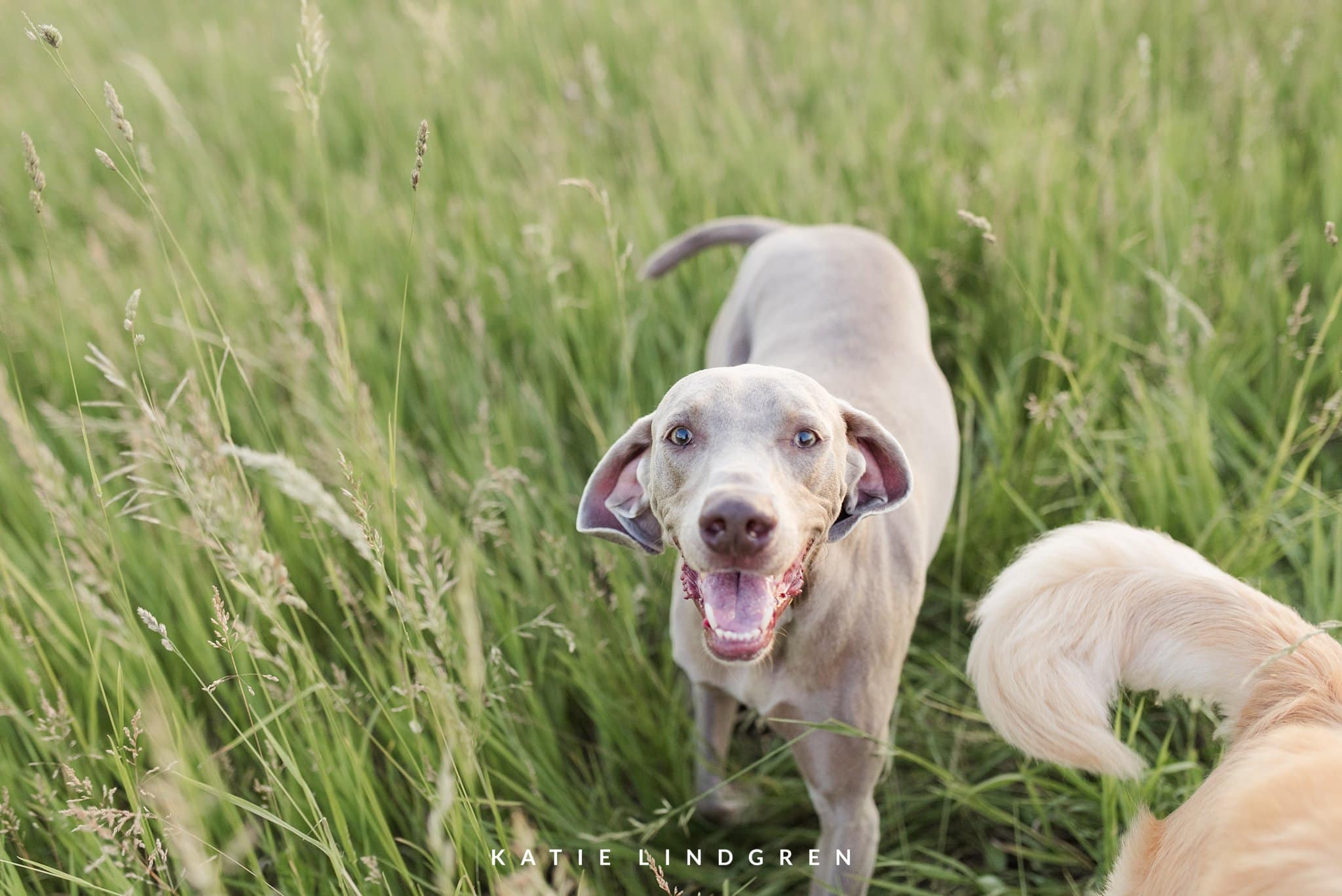 Des Moines Wedding Photographer